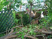 Planting the leyland cypress, July 2006