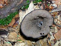 Mushrooms at Granville State Park